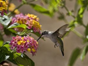 Preview wallpaper birds, hummingbirds, flowers, leaves, sun