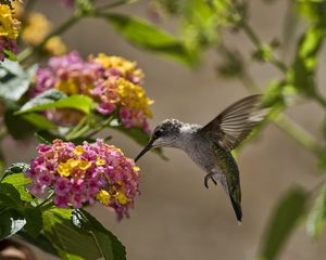 Preview wallpaper birds, hummingbirds, flowers, leaves, sun