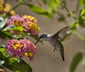 Preview wallpaper birds, hummingbirds, flowers, leaves, sun