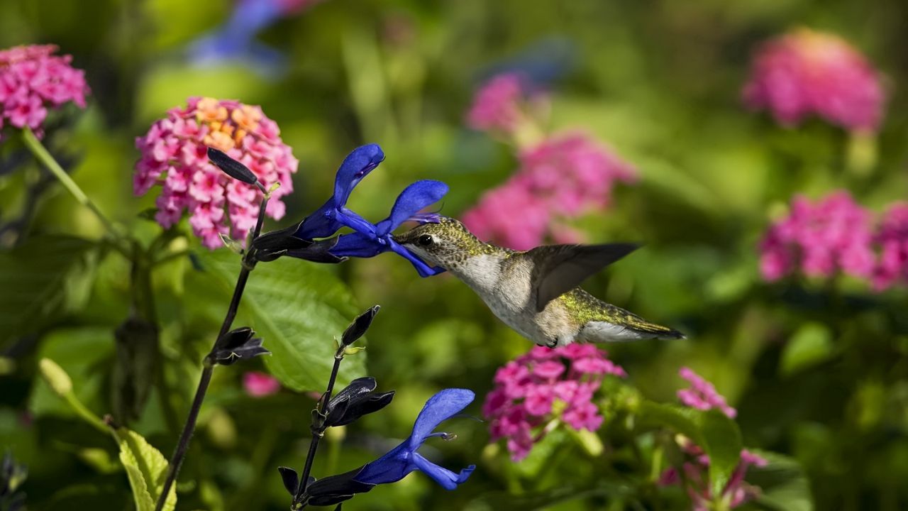 Wallpaper birds, hummingbirds, flowers, field