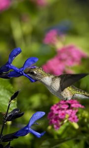 Preview wallpaper birds, hummingbirds, flowers, field