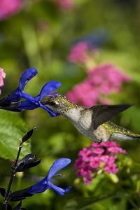 Preview wallpaper birds, hummingbirds, flowers, field