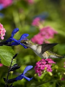 Preview wallpaper birds, hummingbirds, flowers, field