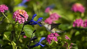 Preview wallpaper birds, hummingbirds, flowers, field