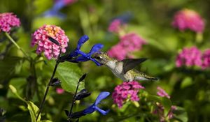 Preview wallpaper birds, hummingbirds, flowers, field