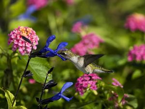 Preview wallpaper birds, hummingbirds, flowers, field