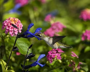 Preview wallpaper birds, hummingbirds, flowers, field