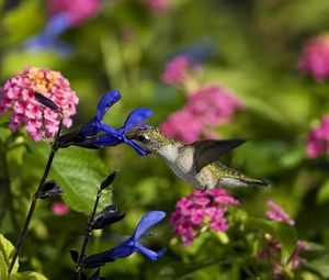 Preview wallpaper birds, hummingbirds, flowers, field
