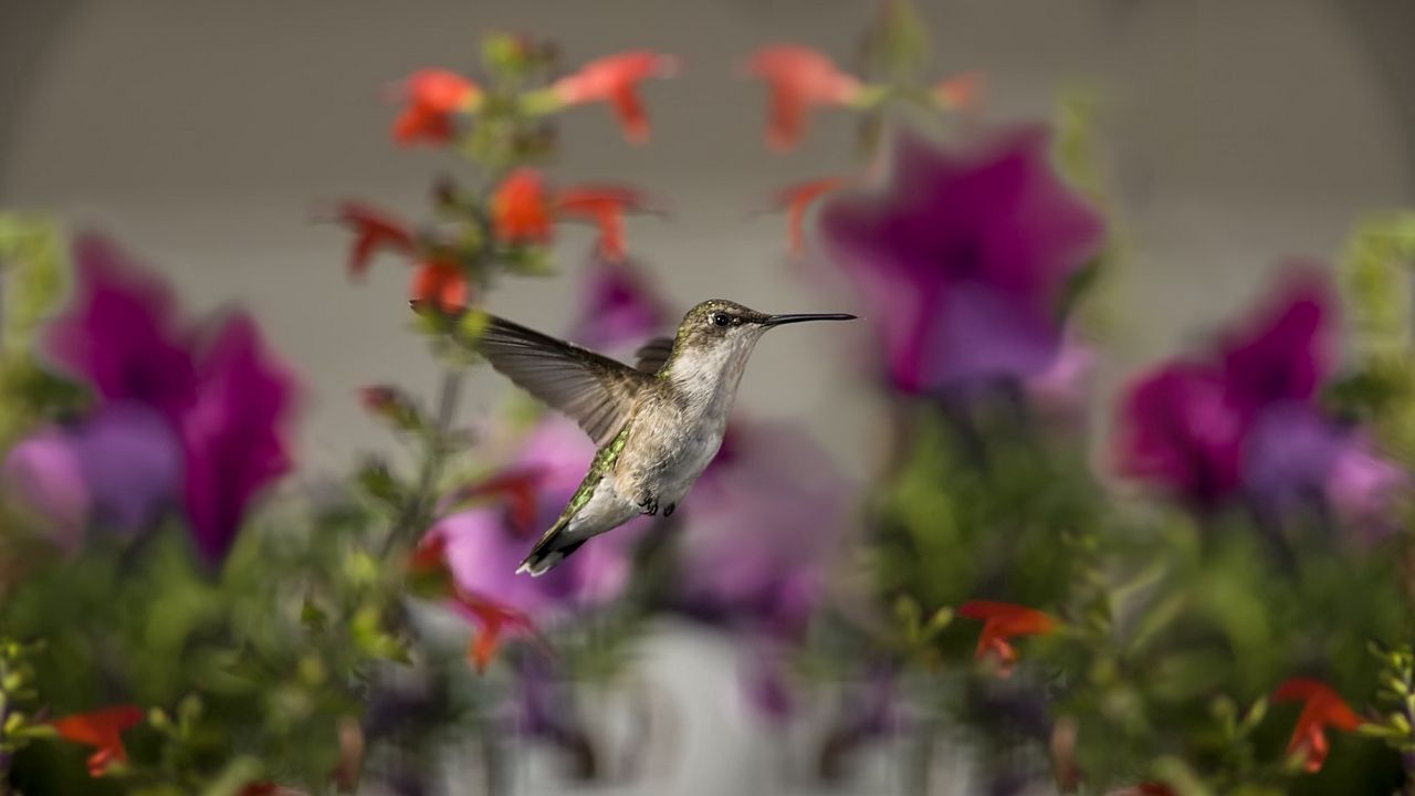 Wallpaper birds, hummingbirds, flowers, focus