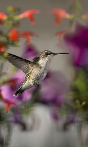 Preview wallpaper birds, hummingbirds, flowers, focus