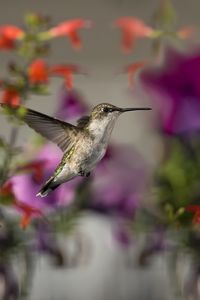 Preview wallpaper birds, hummingbirds, flowers, focus