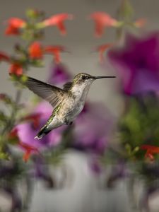 Preview wallpaper birds, hummingbirds, flowers, focus