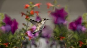 Preview wallpaper birds, hummingbirds, flowers, focus