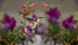 Preview wallpaper birds, hummingbirds, flowers, focus