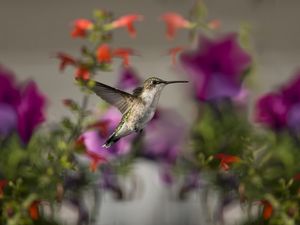 Preview wallpaper birds, hummingbirds, flowers, focus