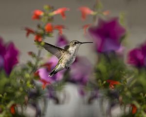 Preview wallpaper birds, hummingbirds, flowers, focus