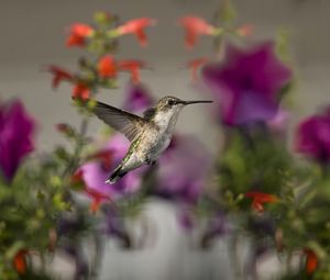 Preview wallpaper birds, hummingbirds, flowers, focus