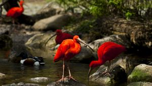 Preview wallpaper birds, ibis, stream, stones, moss, trees, water, nature