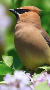 Preview wallpaper birds, leaves, flower, color