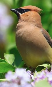 Preview wallpaper birds, leaves, flower, color