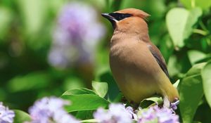 Preview wallpaper birds, leaves, flower, color