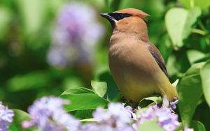 Preview wallpaper birds, leaves, flower, color