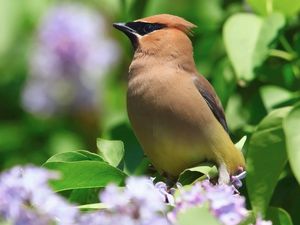 Preview wallpaper birds, leaves, flower, color