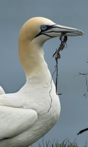 Preview wallpaper birds, nature, background