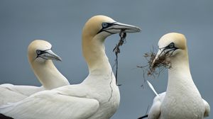 Preview wallpaper birds, nature, background