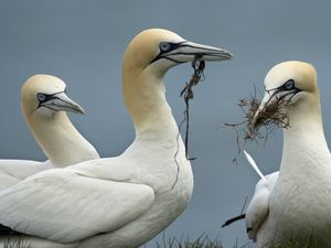 Preview wallpaper birds, nature, background