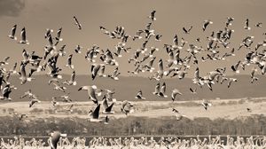 Preview wallpaper birds, nature, field, sky