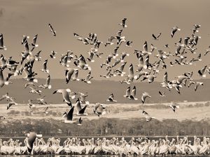 Preview wallpaper birds, nature, field, sky