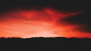 Preview wallpaper birds, night, sky, horizon