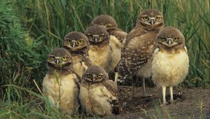 Preview wallpaper birds, owls, set, grass