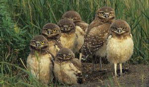 Preview wallpaper birds, owls, set, grass