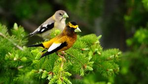 Preview wallpaper birds, pair, branch, sit, leaves