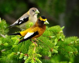 Preview wallpaper birds, pair, branch, sit, leaves