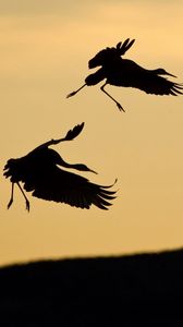 Preview wallpaper birds, pair, stork, silhouette, slope, sky