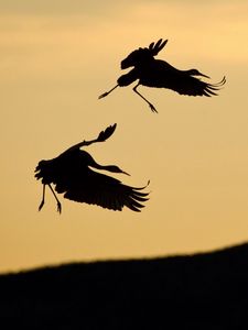 Preview wallpaper birds, pair, stork, silhouette, slope, sky