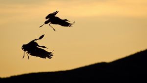 Preview wallpaper birds, pair, stork, silhouette, slope, sky