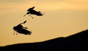 Preview wallpaper birds, pair, stork, silhouette, slope, sky