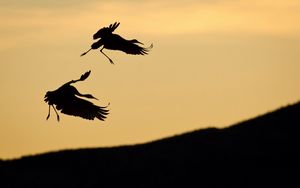 Preview wallpaper birds, pair, stork, silhouette, slope, sky