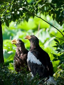 Preview wallpaper birds, predatory, grass, hide, wood