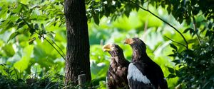 Preview wallpaper birds, predatory, grass, hide, wood