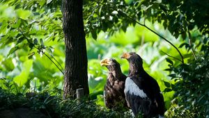 Preview wallpaper birds, predatory, grass, hide, wood