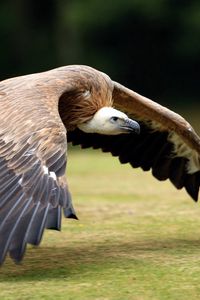 Preview wallpaper birds, prey, wings, grass