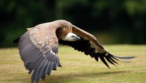 Preview wallpaper birds, prey, wings, grass