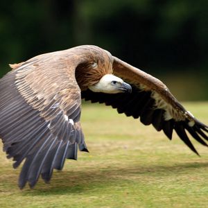 Preview wallpaper birds, prey, wings, grass