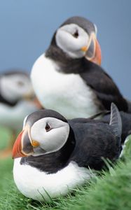 Preview wallpaper birds, puffins, grass, sky