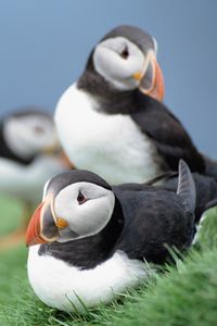 Preview wallpaper birds, puffins, grass, sky